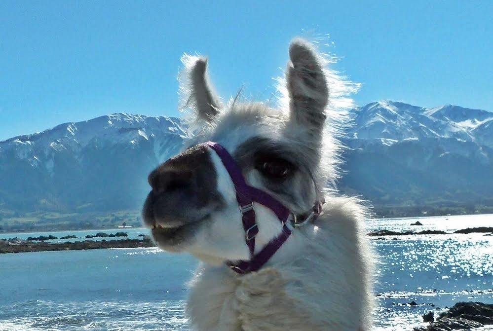 Wacky Stays - Unique Farm-Stay Glamping Rentals, Free Animal Feeding Tours Kaikoura Buitenkant foto